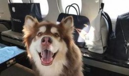 娱乐狗子10月爆料新闻